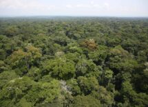 Congo Rainforest