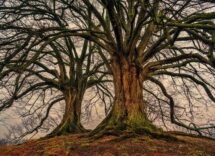 beautiful trees