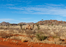 camels