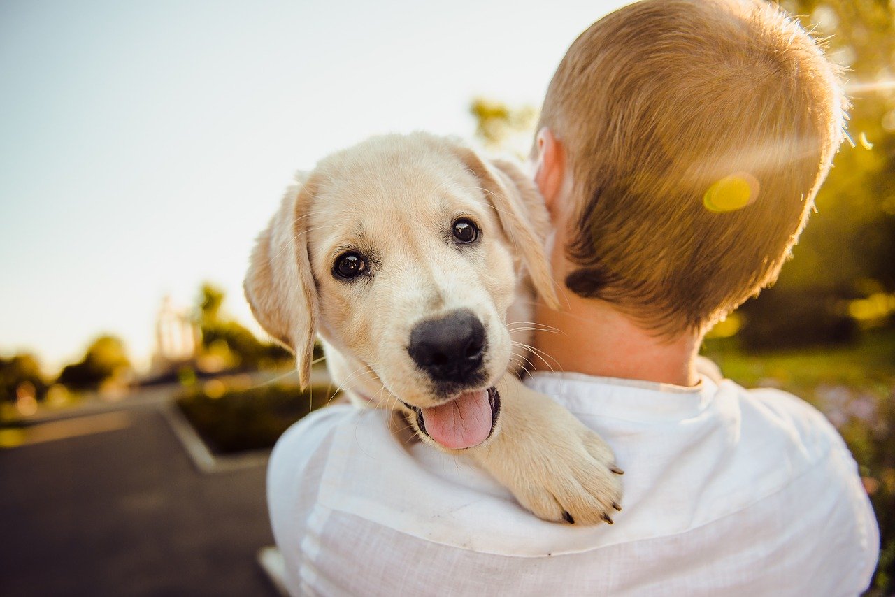 pets at home