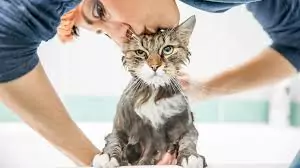 cat bathing