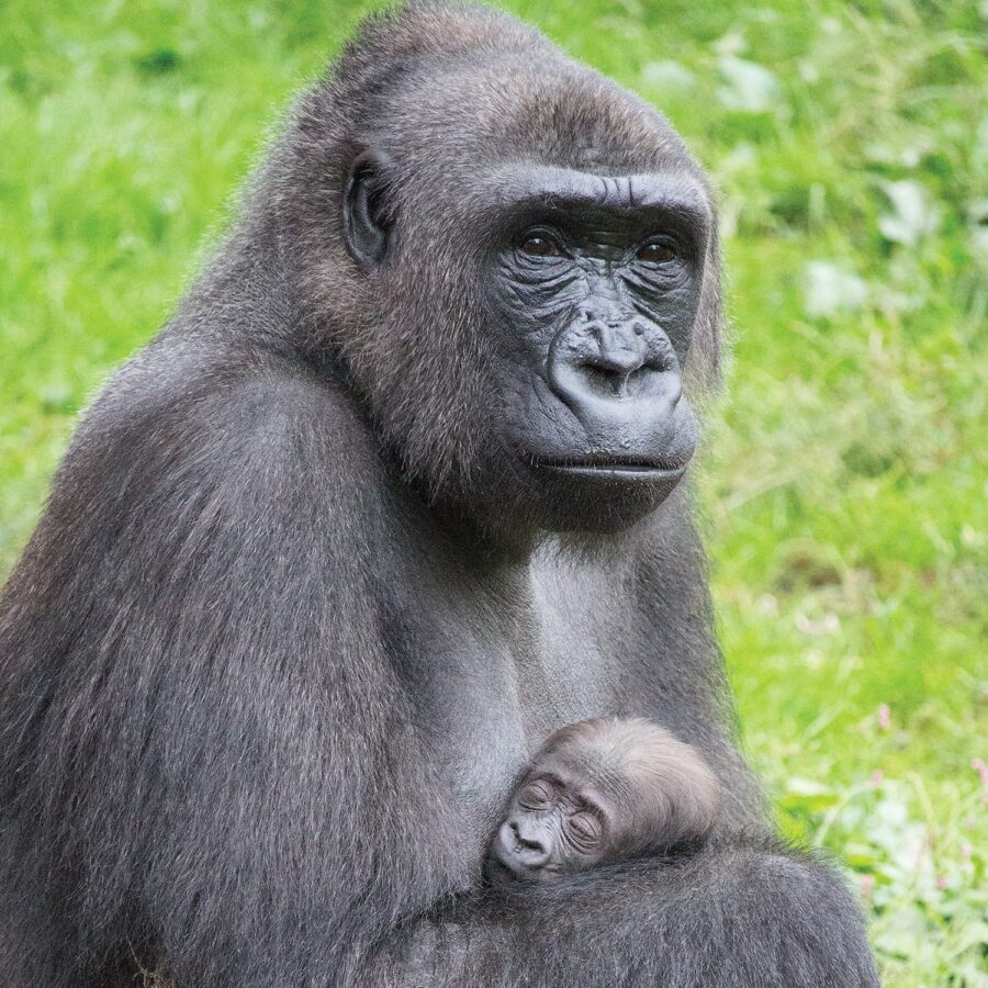 Western gorilla
