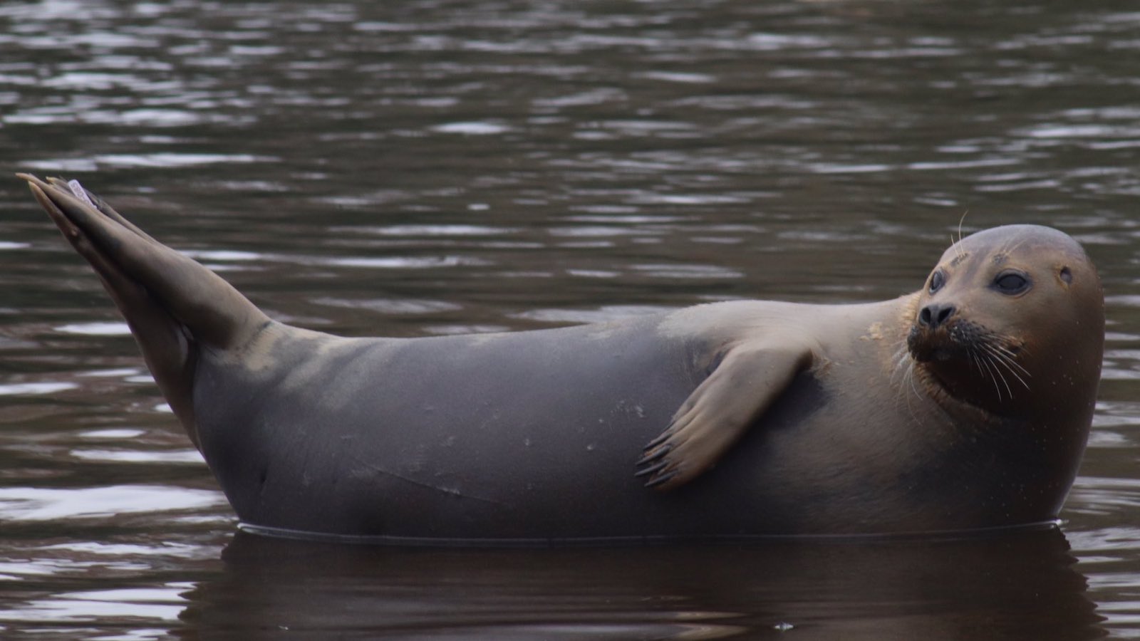 freddie the seal